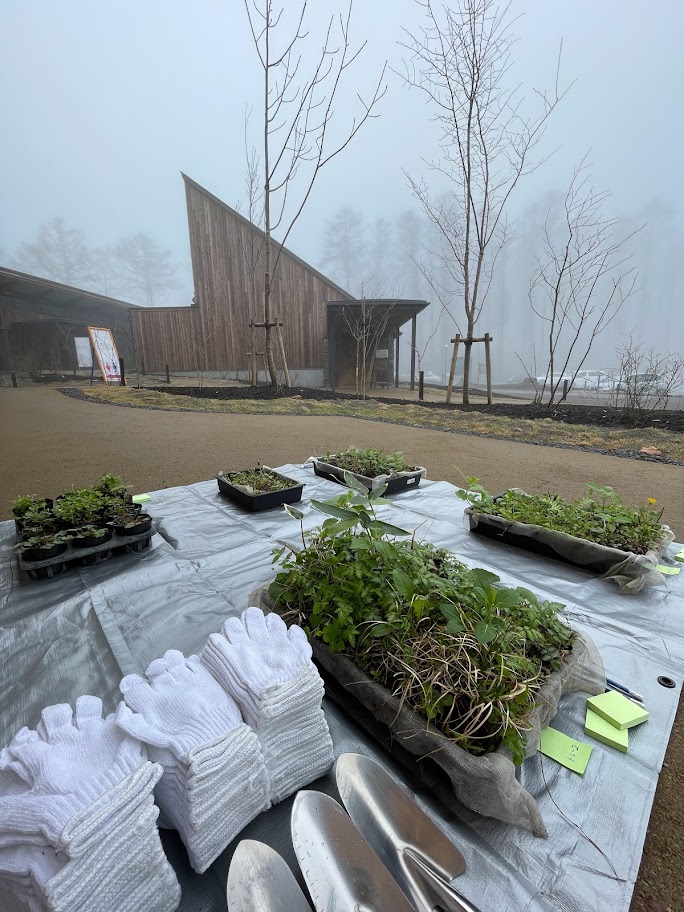 林床地被植物の里帰り 写真