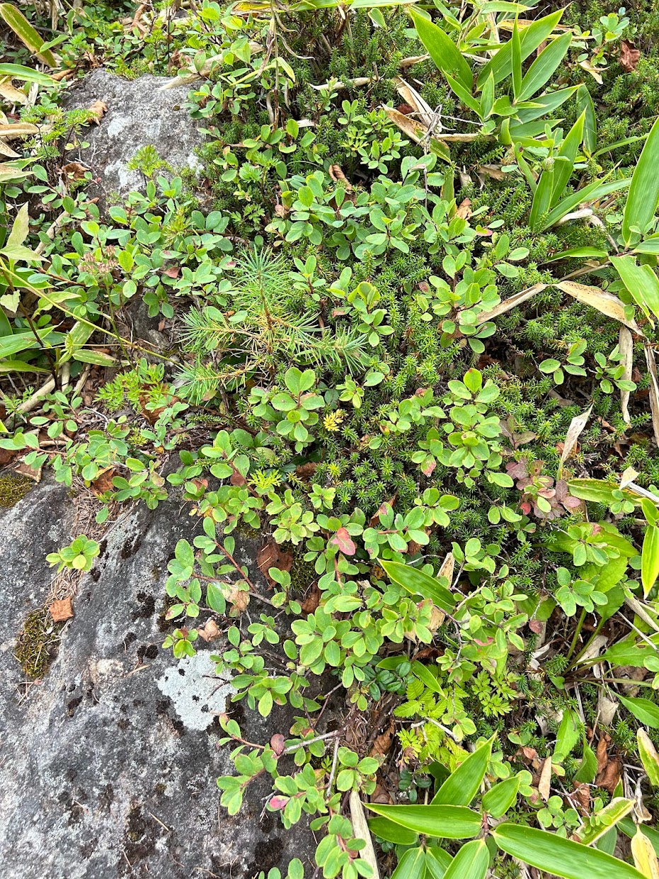 土地をつくる岩石 写真